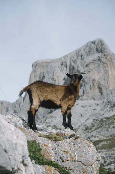 Cabras selvagens nos Picos de Europa — Fotografia de Stock