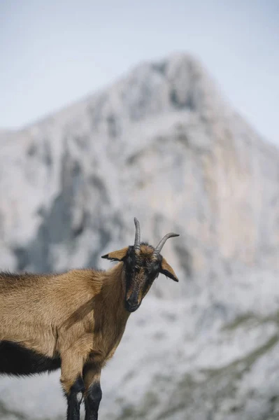 Vilda getter i Picos de Europa — Stockfoto