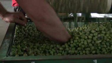 Zeytin fabrikada, Estremadura İspanya seçimi