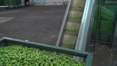 Zeytin fabrikada, Estremadura İspanya seçimi