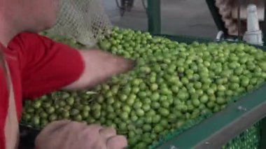 Zeytin fabrikada, Estremadura İspanya seçimi