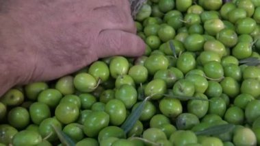 Zeytin fabrikada, Estremadura İspanya seçimi