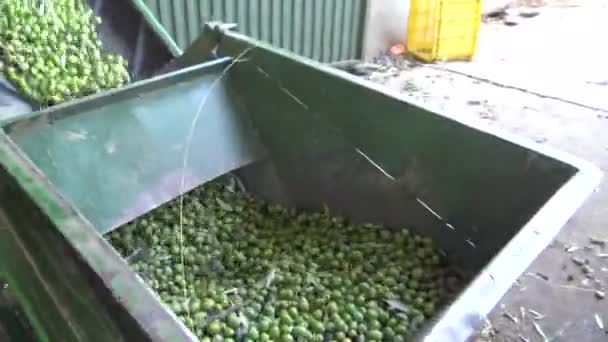 Selección Las Aceitunas Fábrica Estremadura España — Vídeo de stock