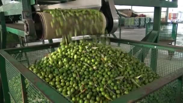 Výběr Oliv Továrně Estremadura Španělsko — Stock video