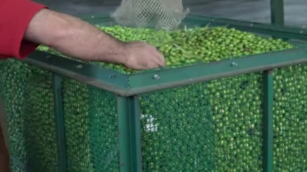 Sélection Des Olives Dans Usine Estremadura Espagne — Video