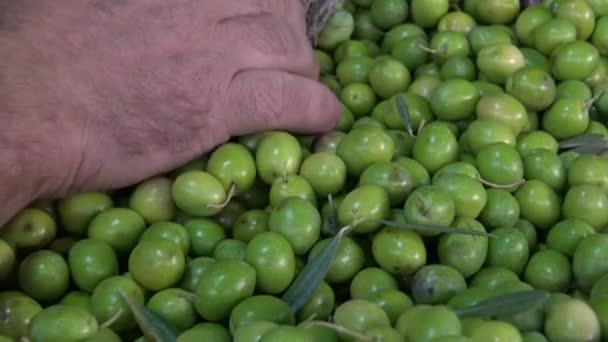Вибір Оливки Заводі Estremadura Іспанії — стокове відео