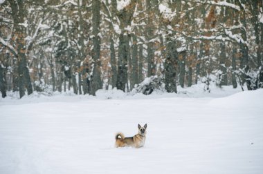 Alman çoban köpek köpek karlı dağ içinde