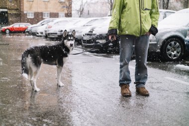 adam köpek sokakta Siberian dış yapraklar ile