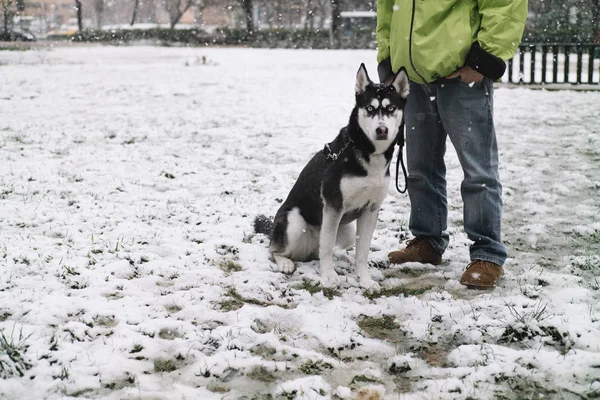 man with dog Siberian husky in the street