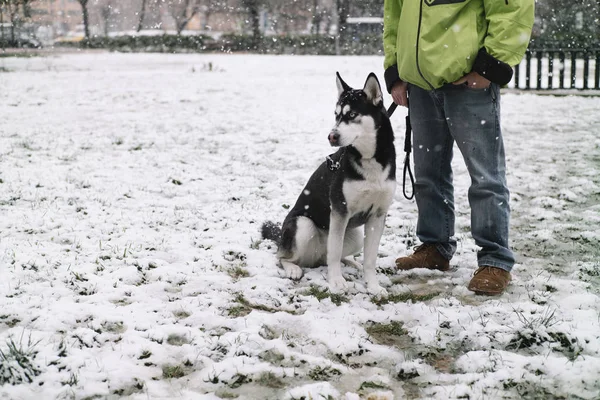 Людина з собакою Сибірський хаски на вулиці — стокове фото