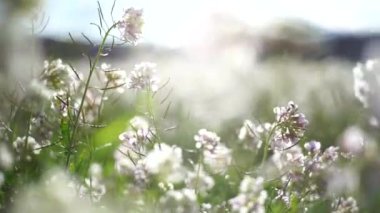 Rüzgarla hareket çiçek alan