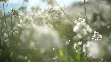 Rüzgarla hareket çiçek alan