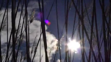 rüzgarla hareket sivri