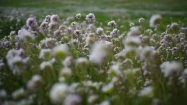 Rüzgarla hareket çiçek alan