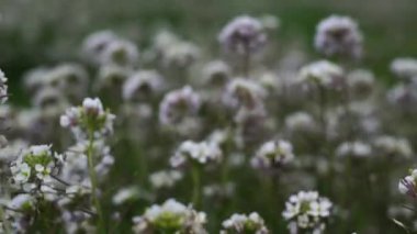 Rüzgarla hareket çiçek alan