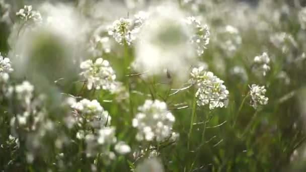 Blumenfeld Das Sich Mit Dem Wind Bewegt — Stockvideo