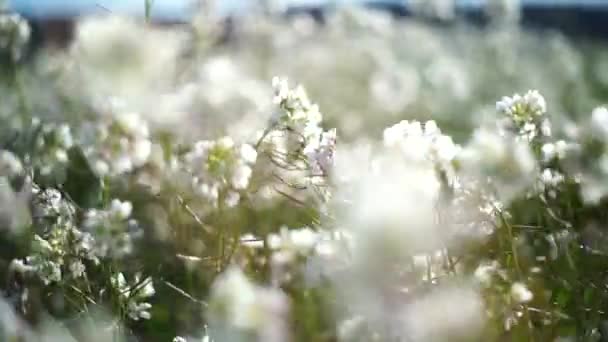 Gebied Van Bloemen Die Met Wind Bewegen — Stockvideo