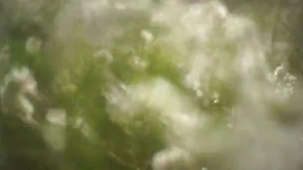 Gebied Van Bloemen Die Met Wind Bewegen — Stockvideo