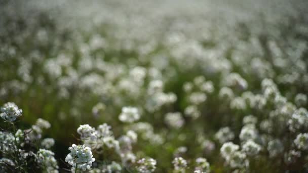 Campo Flores Que Movem Com Vento — Vídeo de Stock