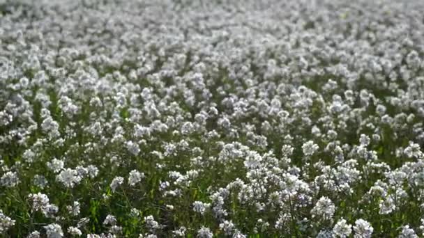 Fält Blommor Som Rör Sig Med Vinden — Stockvideo