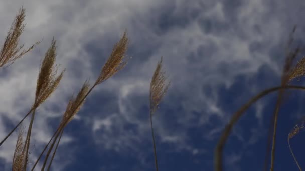 Picos Que Mueven Con Viento — Vídeo de stock