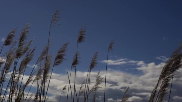 Pieken Die Met Wind Bewegen — Stockvideo