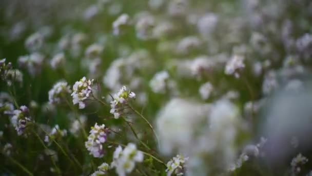 Campo Flores Que Movem Com Vento — Vídeo de Stock