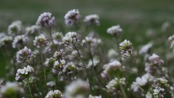 Campo Flores Que Mueven Con Viento — Vídeo de stock