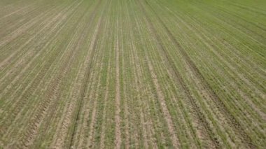  Rüzgar, hava görünümünü taşımak çiçek alan