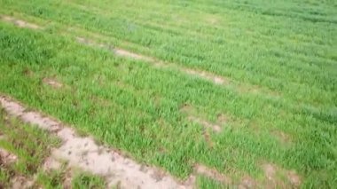  Rüzgar, hava görünümünü taşımak çiçek alan