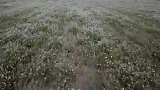Rüzgar Hava Görünümünü Taşımak Çiçek Alan — Stok video
