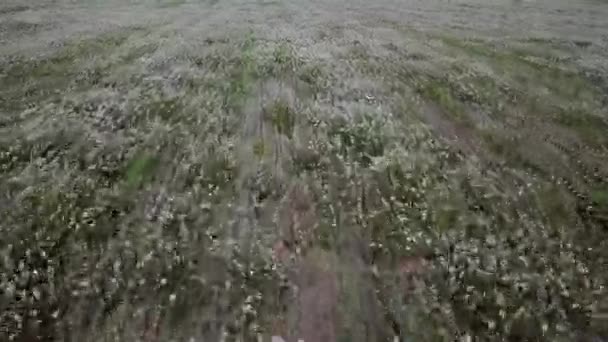 Gebied Van Bloemen Die Met Wind Luchtfoto Bewegen — Stockvideo