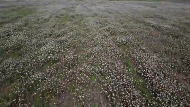 Blumenfeld Das Sich Mit Dem Wind Bewegt Luftaufnahme — Stockvideo