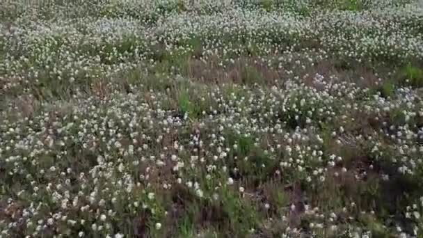 Gebied Van Bloemen Die Met Wind Luchtfoto Bewegen — Stockvideo