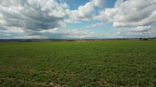 Campo Flores Que Movem Com Vento Vista Aérea — Vídeo de Stock