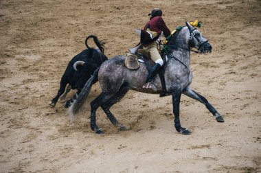 Corrida. Matador ve mücadele içinde tipik bir İspanyol boğa güreşi at