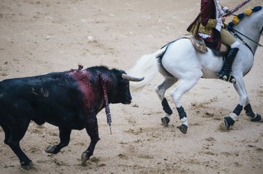Corrida. Matador ve mücadele içinde tipik bir İspanyol boğa güreşi at