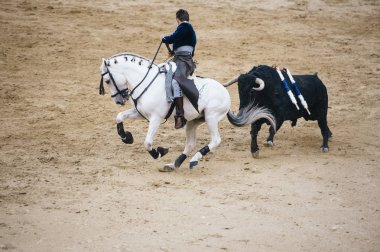 Corrida. Matador ve mücadele içinde tipik bir İspanyol boğa güreşi at