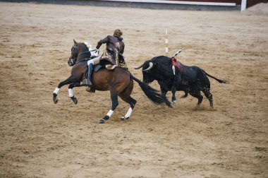 Corrida. Matador ve mücadele içinde tipik bir İspanyol boğa güreşi at