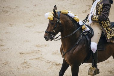 Corrida. Matador ve mücadele içinde tipik bir İspanyol boğa güreşi at