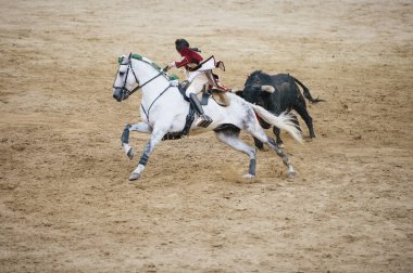 Corrida. Matador ve mücadele içinde tipik bir İspanyol boğa güreşi at
