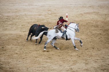 Corrida. Matador ve mücadele içinde tipik bir İspanyol boğa güreşi at