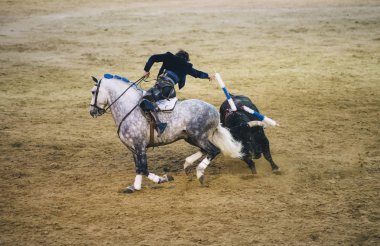 Corrida. Matador ve mücadele içinde tipik bir İspanyol boğa güreşi at