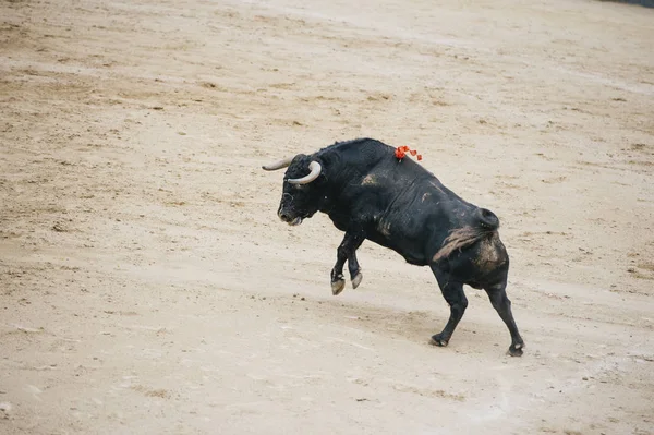 Stier in een typisch Spaans stierengevecht — Stockfoto