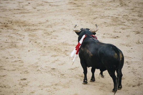 Taureau dans une corrida espagnole typique — Photo