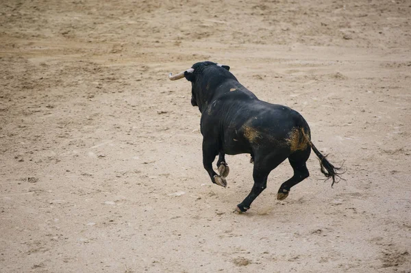 Stier in einem typisch spanischen Stierkampf — Stockfoto