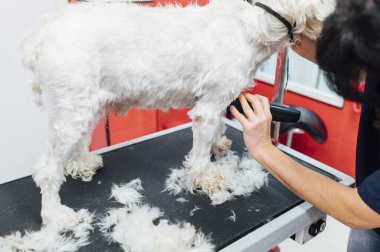Beyaz bir köpeği tıraş eden bir kadın.