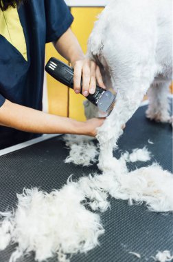 Beyaz bir köpeği tıraş eden bir kadın.
