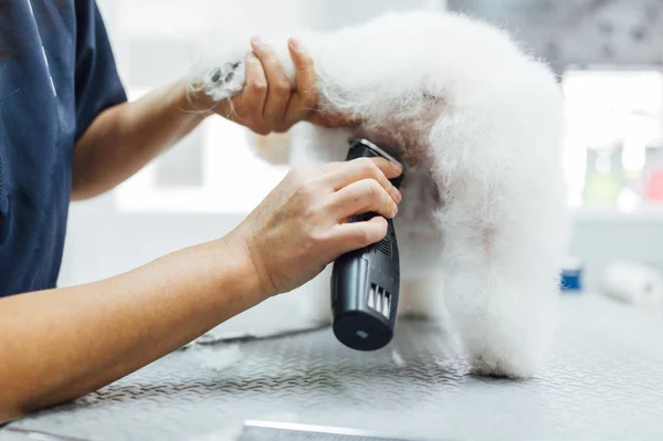 Woman shaving a white dog — Stock Photo, Image