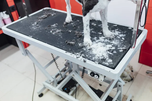 犬のグルーミングテーブルの上に新鮮な剃毛白い犬 — ストック写真